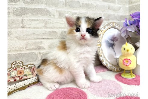販売中の埼玉県のサイベリアン-117240の6枚目