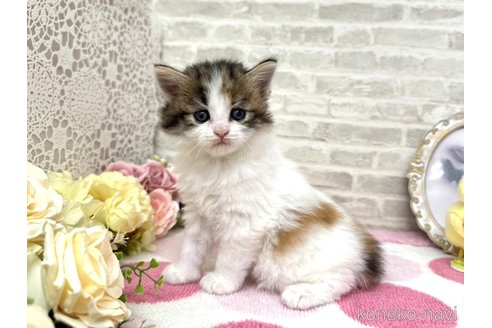 販売中の埼玉県のサイベリアン-117242の4枚目
