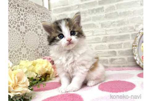 販売中の埼玉県のサイベリアン-117242の3枚目