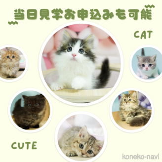 販売中の千葉県のノルウェージャンフォレストキャット-116756の7枚目