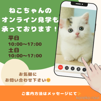 販売中の千葉県のノルウェージャンフォレストキャット-116769の10枚目