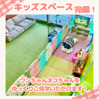 販売中の千葉県のノルウェージャンフォレストキャット-116769の4枚目