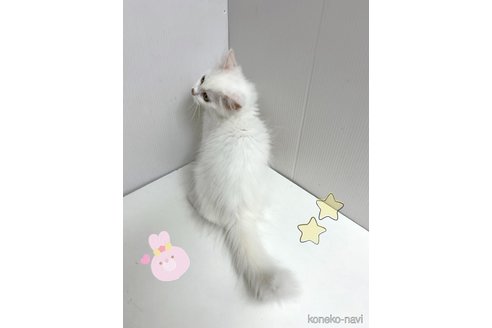 販売中の東京都のサイベリアン-110733の3枚目