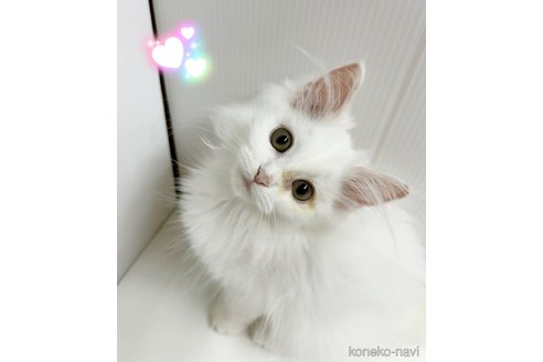 販売中の東京都のサイベリアン-110732の1枚目