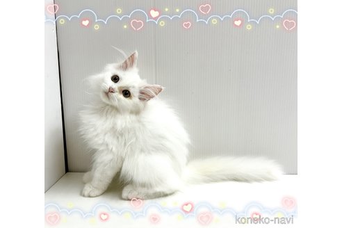 販売中の東京都のサイベリアン-110732の2枚目