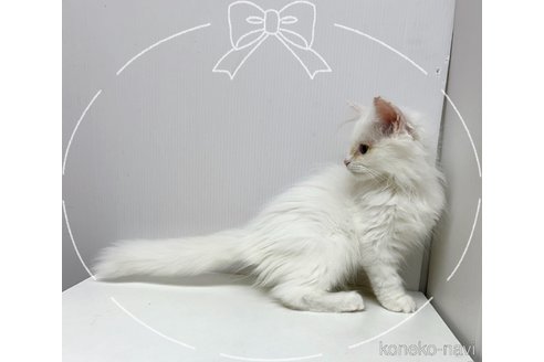 販売中の東京都のサイベリアン-110732の3枚目