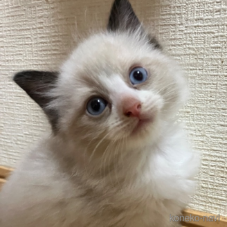 販売中の神奈川県のラグドール-117243