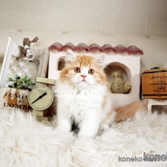販売中の佐賀県のスコティッシュフォールド-113187