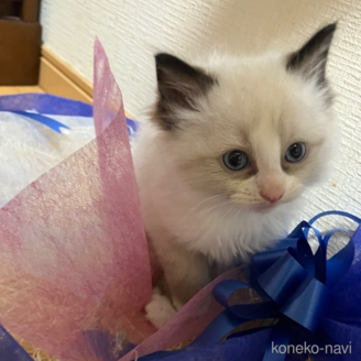 販売中の神奈川県のラグドール-117244の5枚目