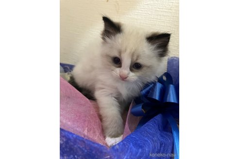販売中の神奈川県のラグドール-117244の2枚目