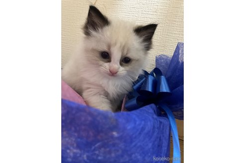販売中の神奈川県のラグドール-117244の3枚目