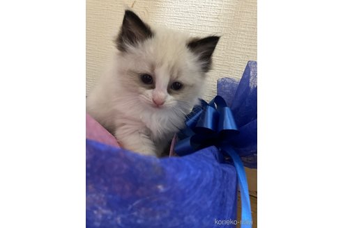 販売中の神奈川県のラグドール-117244の4枚目