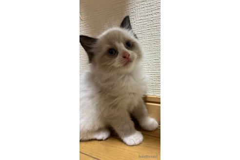 販売中の神奈川県のラグドール-117243の2枚目