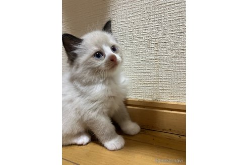 販売中の神奈川県のラグドール-117243の3枚目
