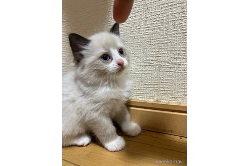 販売中の神奈川県のラグドール-117243の4枚目