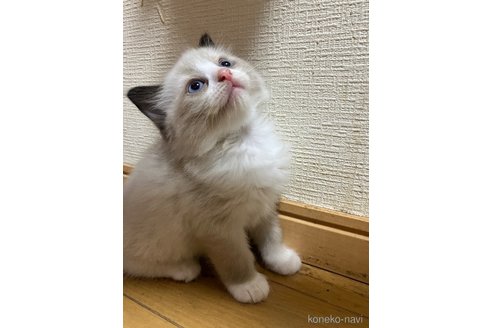 販売中の神奈川県のラグドール-117243の5枚目