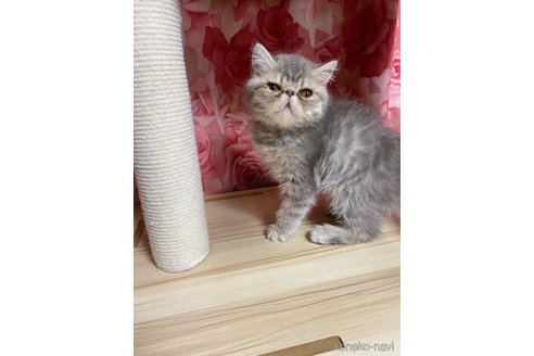 販売中の福岡県のエキゾチックショートヘア-117253の3枚目