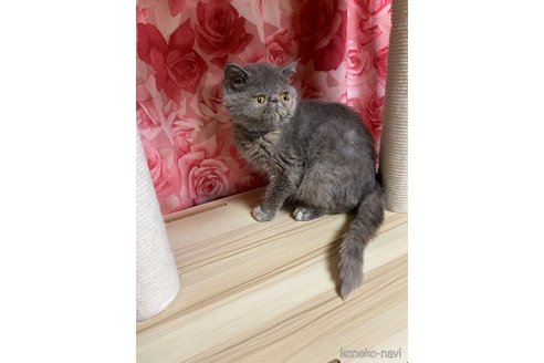 販売中の福岡県のエキゾチックショートヘア-117254の2枚目