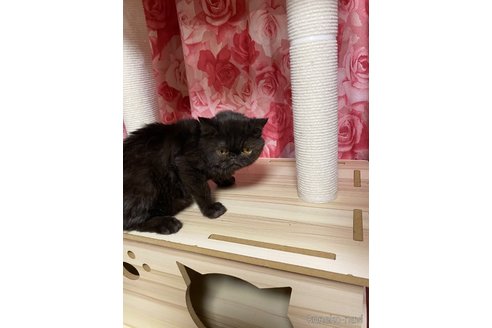 販売中の福岡県のエキゾチックショートヘア-117255の4枚目