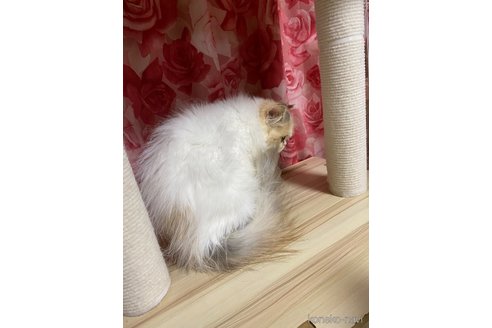 販売中の福岡県のエキゾチックロングヘア-117256の3枚目
