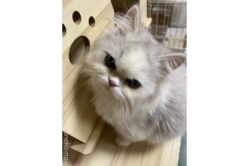販売中の福岡県のペルシャ(チンチラ)-114584の2枚目