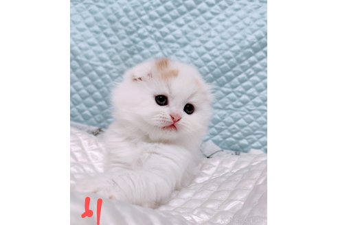 成約済の茨城県のスコティッシュフォールド(折れ耳)-116170の3枚目