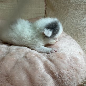 販売中の愛知県のマンチカン-117274の6枚目