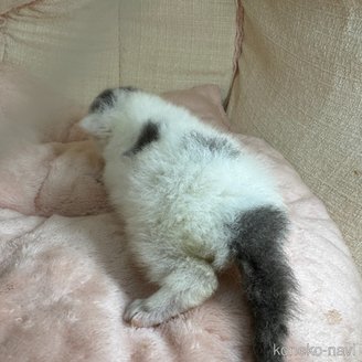 販売中の愛知県のマンチカン-117274の2枚目