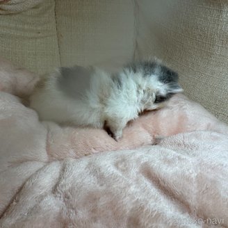 販売中の愛知県のマンチカン(短足)-117275の4枚目