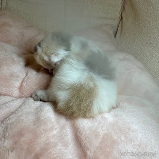 販売中の愛知県のマンチカン(短足)-117275の5枚目