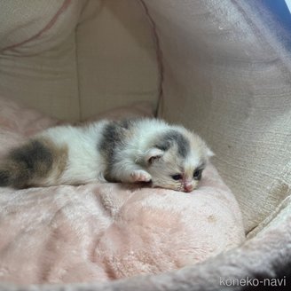 販売中の愛知県のマンチカン-117279の4枚目