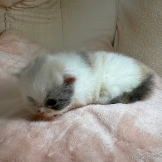 販売中の愛知県のマンチカン-117279の11枚目