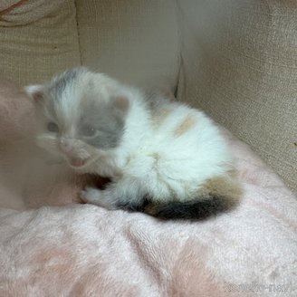 販売中の愛知県のマンチカン-117279の12枚目