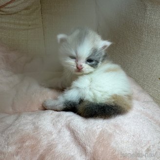 販売中の愛知県のマンチカン-117279の13枚目