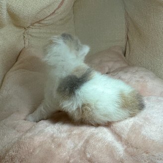 販売中の愛知県のマンチカン-117279の2枚目