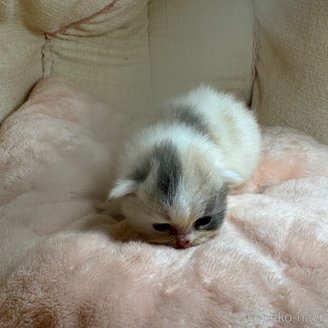 販売中の愛知県のマンチカン-117279の3枚目