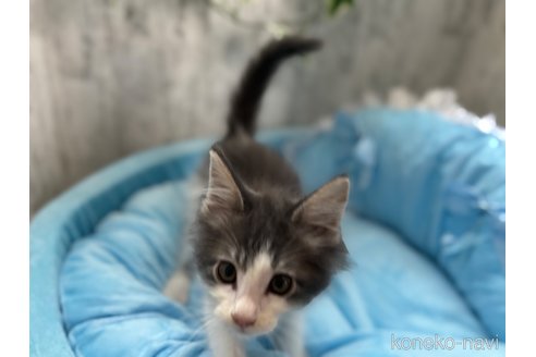 販売中の北海道のメインクーン-117283の3枚目