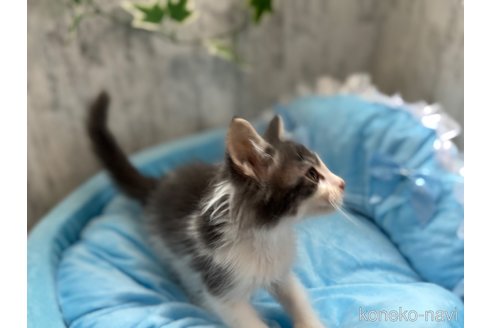 販売中の北海道のメインクーン-117283の5枚目