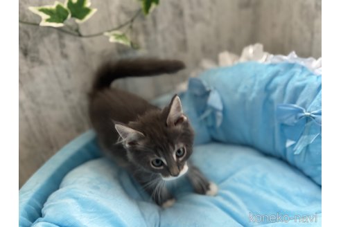 販売中の北海道のメインクーン-117285の3枚目