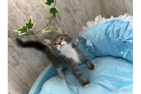 販売中の北海道のメインクーン-117285の6枚目