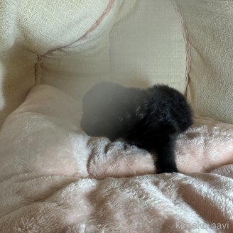 商談中の愛知県のミヌエット-117284の2枚目