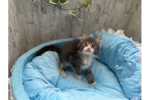 販売中の北海道のメインクーン-117286の5枚目