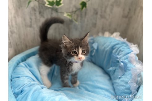 販売中の北海道のメインクーン-117287の5枚目
