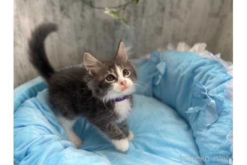 販売中の北海道のメインクーン-117287の3枚目