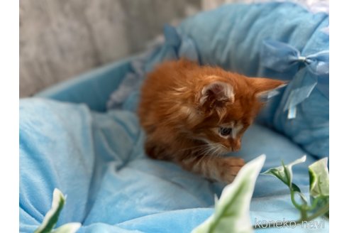 販売中の北海道のメインクーン-117292の4枚目