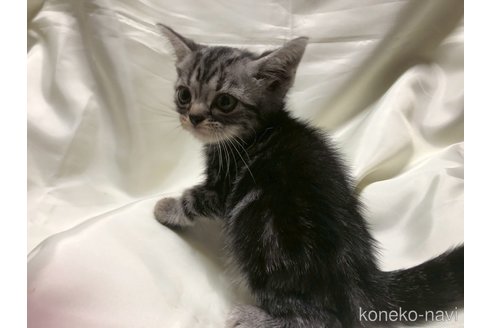 販売中の三重県のアメリカンショートヘア-117293の14枚目