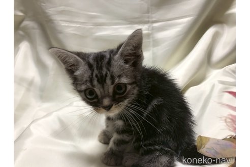 販売中の三重県のアメリカンショートヘア-117293の8枚目