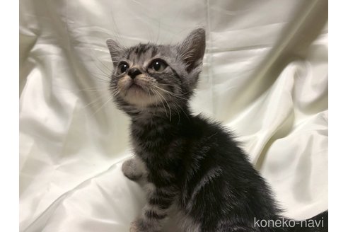 販売中の三重県のアメリカンショートヘア-117293の2枚目