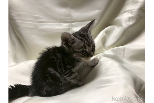 販売中の三重県のアメリカンショートヘア-117293の4枚目