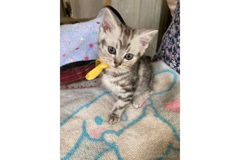 販売中の神奈川県のマンチカン-117296の19枚目